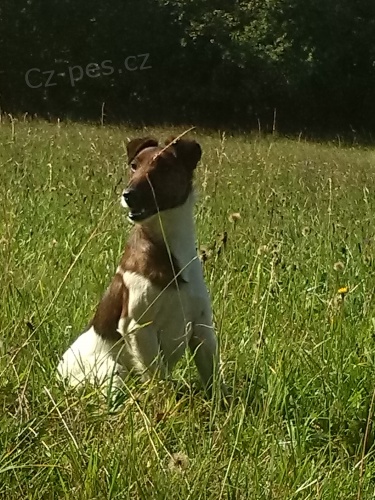 Hled�m hladkosrst�ho foxteri�ra