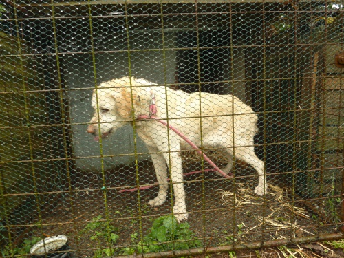 zlat� retr�vr - star� fena