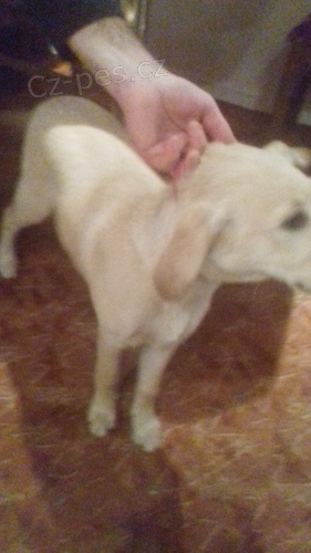 Na�la se fene�ka Ostrava