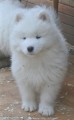 Samojed - �t��ata