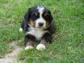 prodej �t��at bernsk�ho sala�n�ck�ho psa