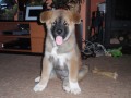 Prodám Akita Inu Prodám Akita Inu