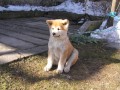 Pejsek Akita Inu s PP Pejsek Akita Inu s PP