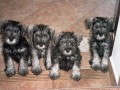 Prodám štěňata knírače malého P+S Prodám štěňata knírače malého P+S