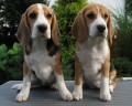 �t��ata beagle s PP