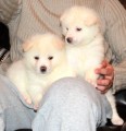 Akita inu štěňátka  Akita inu štěňátka
