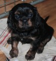 Kavalir King Charles spaniel - �T��ATA