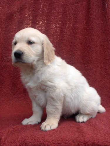 Prod�m �t��ata- Zlat�ho retrievera