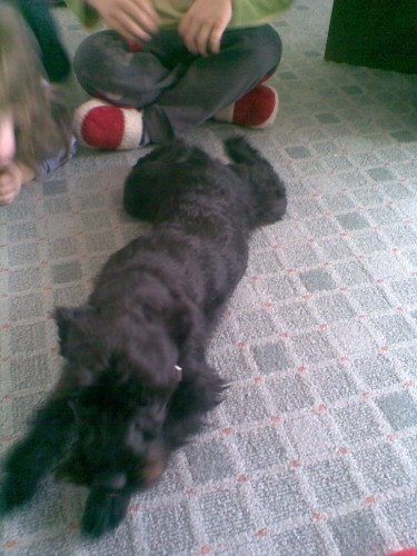 Knírač malý Knírač malý