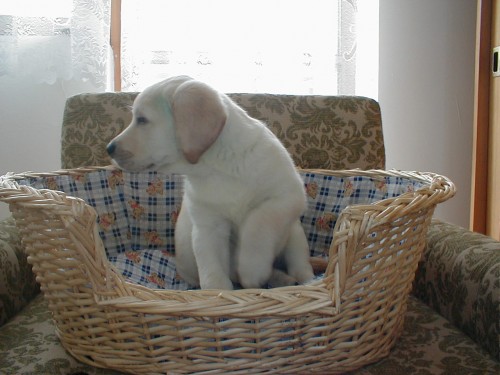 Labradorsk� retriver-�t�n�tka