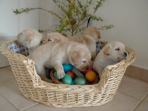 Labradorsk� retriver-�t�n�tka