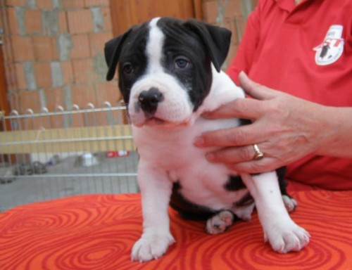 Americk� staford��rsk� teri�r fenka s PP