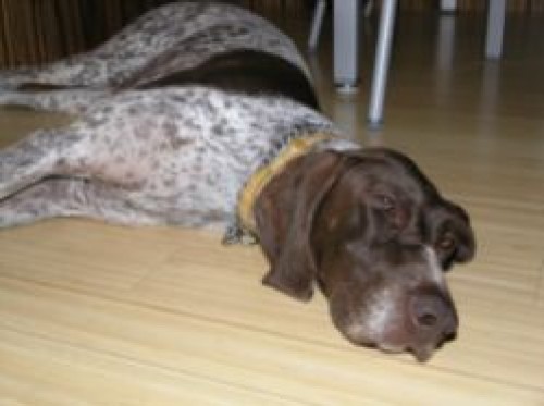 NKO - 8 let� fenka