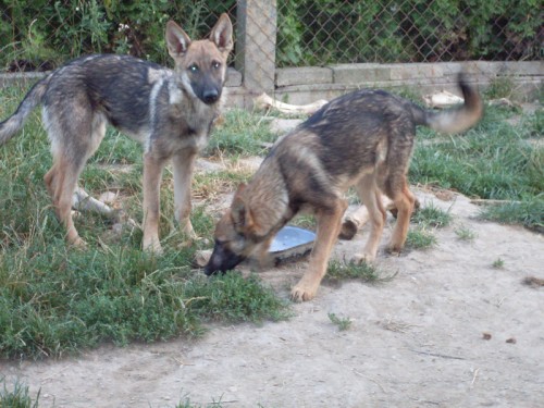 K��enec malinois a vl��k