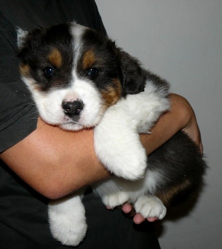 Australsk� ov��k s PP