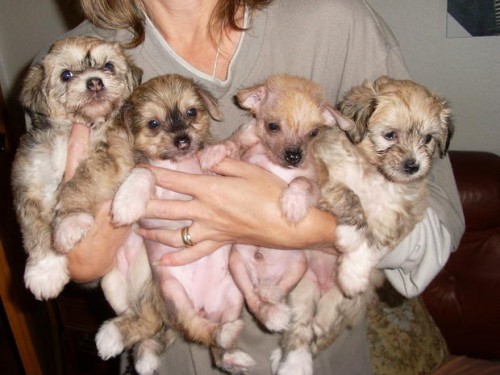 Prod�m �t�n� ��nsk� chocholat� pes - nah��