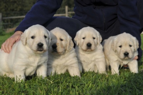 �t���tka zlat�ho retr�vra s PP