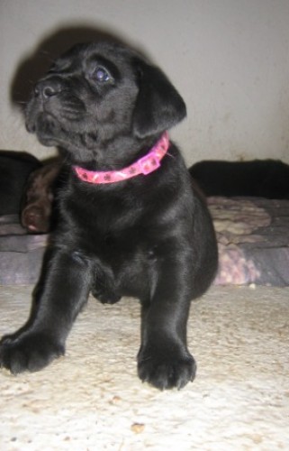 Labradorsk� retr�vr �t���tka �ern� fene�ky