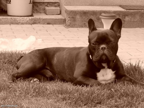 Francouzsk buldoek ke kryt