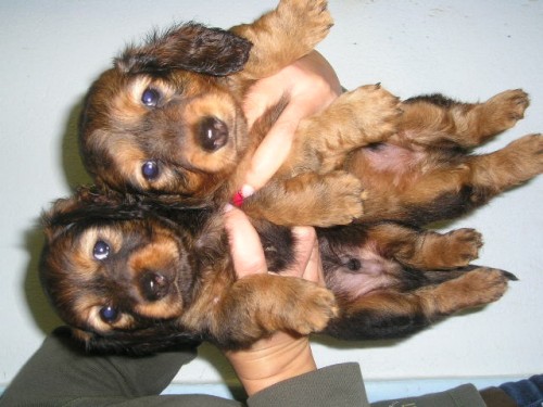 Jezev��k dlouhosrst� trpasli��-kr�li��