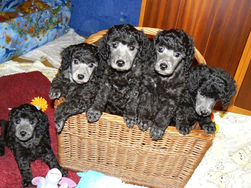 PUDL ST�EDN� ST��BRN� S PP - �t��ata