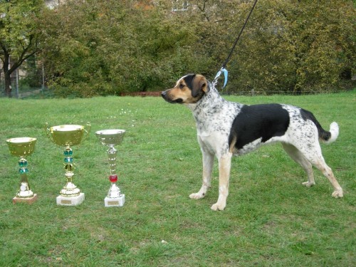 �t��ata �esk�ho strakat�ho psa