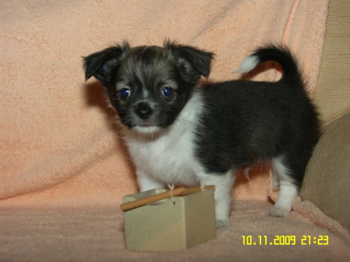 �ivava dlouhosrst� - Okat� lump�k