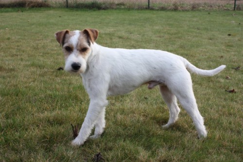 Nab�z�m pejska ke kryt�