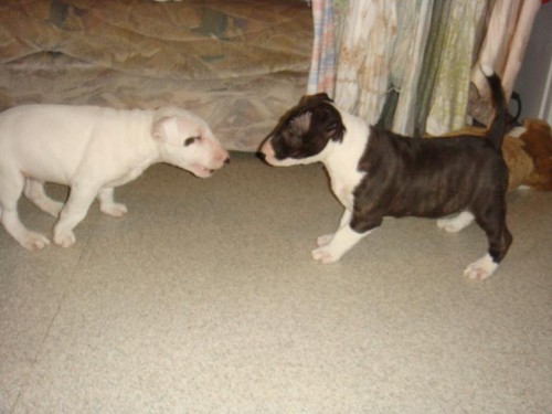 �t���tka Bulteri�ra posledn� 2