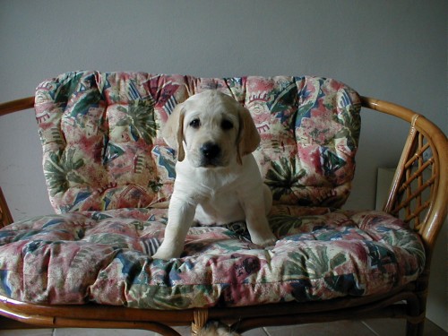 Labradorsk� retriver-�t�n�tka s PP