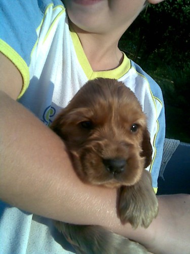 Zlat� anglick� kokr�pan�l bez pp