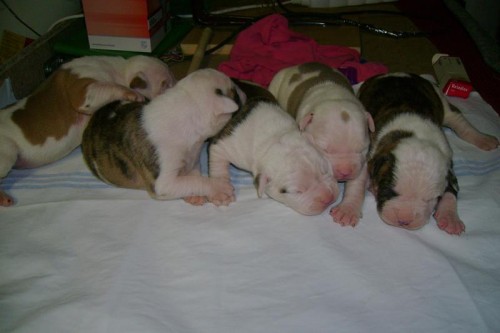 American bulldog-Americk� buldok