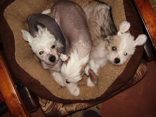 prod�m 3 �t�nata ��nsk�ho chocholateho psa