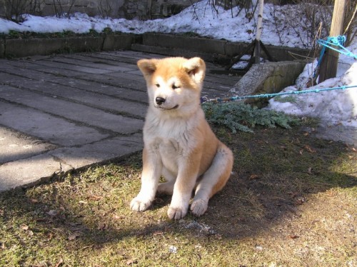 Pejsek Akita Inu s PP Pejsek Akita Inu s PP