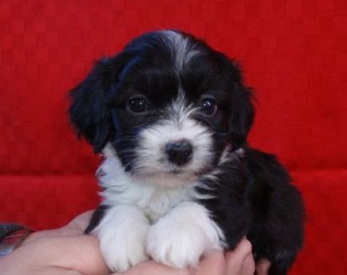 Havansk� ps�k s PP