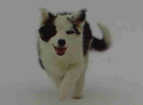 Border kolie - s PP ,posledn� pejsek !