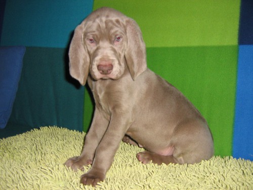 �t���tka V�marsk�ho oha�e kr�tkosrst�ho