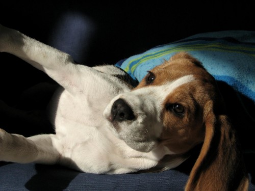 do dobr�ch rukou sle�nu Beagle 10 m�s�c� s PP