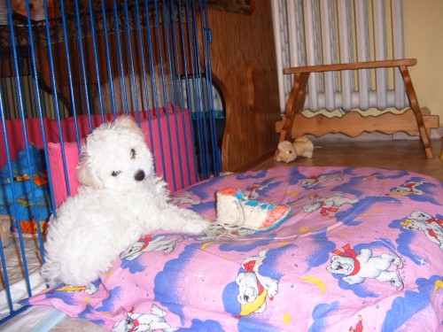 Bolo�sk� ps�k-�t���tka s PP po mal�ch v�stavn�ch rodi��ch