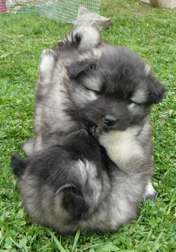 N�meck� �pic vl�� - �t��ata