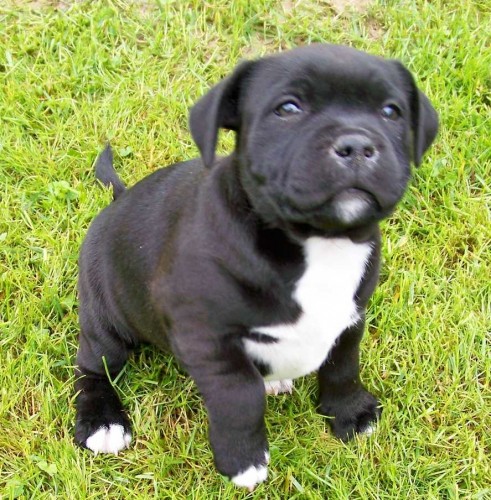 �t�n� SBT s PP