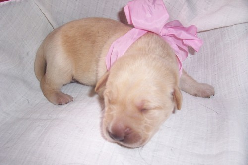 Zad�m �t���tka labradora