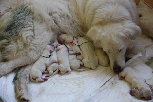 Zad�m �t���tka slovensk�ho �uva�e