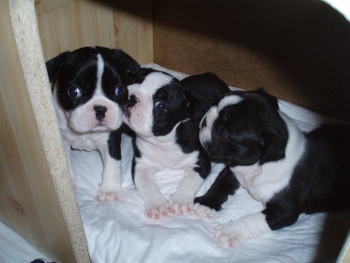 �t���tka Bostonsk�ho teri�ra 