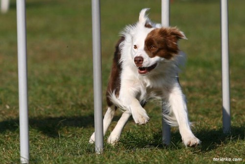 Border kolie �t��ata