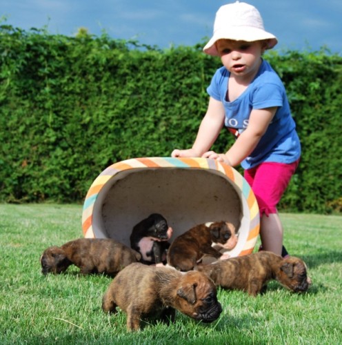 �t���tka boxer