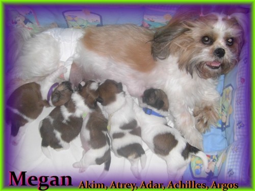 prod�m kr�sn� �t���tka "�itzu" bez PP