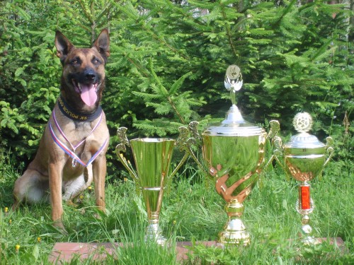 Nab�dka kryt� - BO Malinois; RTG. 0/0