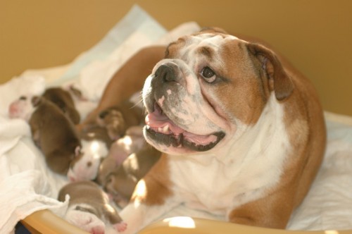 Anglick� buldok - �t���tka s PP