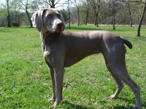 Sh�n�me psa ke kryt�